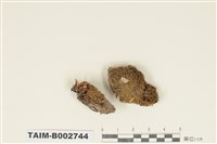 藏品(曲尾苔科)的圖片